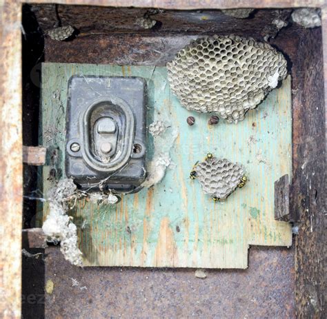 gray bug nest with scales electrical box|wasps in electrical panels.